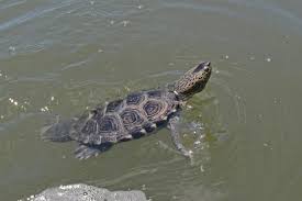 Image result for Malaclemys terrapin
