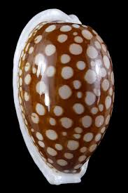 Attēlu rezultāti vaicājumam “Cribraria oregana”