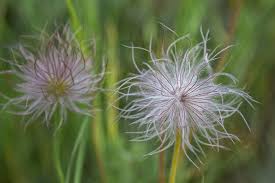 Attēlu rezultāti vaicājumam “Pulsatilla pratensis fruit”