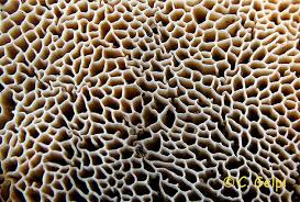 Attēlu rezultāti vaicājumam “Dichomitus campestris”