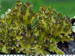 Attēlu rezultāti vaicājumam “Tuckermannopsis chlorophylla”