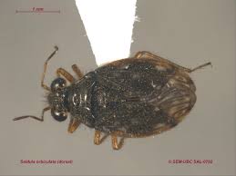 Attēlu rezultāti vaicājumam “Saldula saltatoria”