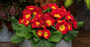 Attēlu rezultāti vaicājumam “Primula”