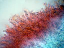 Attēlu rezultāti vaicājumam “Elmerina caryae”