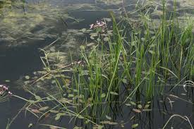 Attēlu rezultāti vaicājumam “Potamogeton natans”