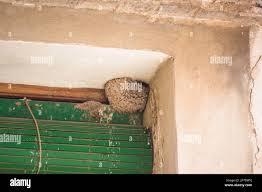 Attēlu rezultāti vaicājumam “Delichon urbicum nest”