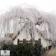 Attēlu rezultāti vaicājumam “Betula pendula Youngii”