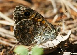 Attēlu rezultāti vaicājumam “Lasiommata megera underside”