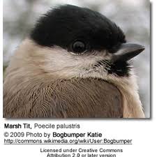 Attēlu rezultāti vaicājumam “Poecile palustris adult”