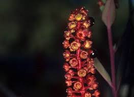 Attēlu rezultāti vaicājumam “Phytolaccaceae”