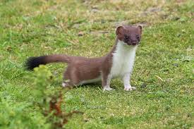 Attēlu rezultāti vaicājumam “Mustela erminea adult”