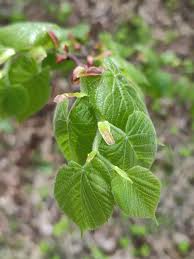 Attēlu rezultāti vaicājumam “Tilia platyphyllos subsp. platyphyllos”