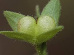 Attēlu rezultāti vaicājumam “Veronica persica fruit”