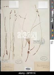 Attēlu rezultāti vaicājumam “Carex globularis”