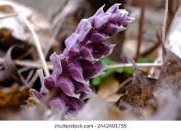 Attēlu rezultāti vaicājumam “Lathraea squamaria flower”