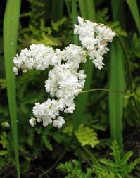 Image result for Filipendula vulgaris