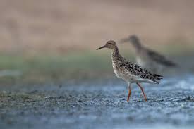 Attēlu rezultāti vaicājumam “Philomachus pugnax adult”