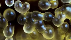 Attēlu rezultāti vaicājumam “Ceratiomyxa fruticulosa plasmodium”