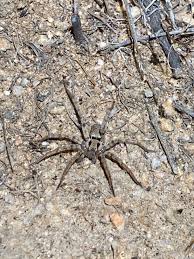 Attēlu rezultāti vaicājumam “Miturgidae”