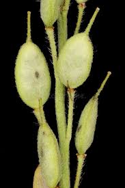 Attēlu rezultāti vaicājumam “Berteroa incana leaf”