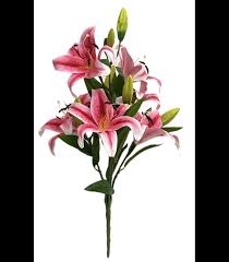 Image result for Lilie