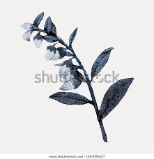 Attēlu rezultāti vaicājumam “Chamaedaphne calyculata fruit”