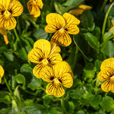 Image result for Viola cornuta