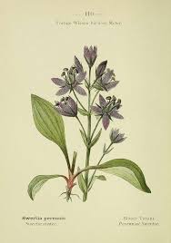 Attēlu rezultāti vaicājumam “Swertia perennis flower”