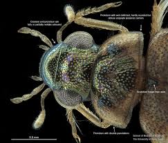 Attēlu rezultāti vaicājumam “Comatricha pulchella macro”