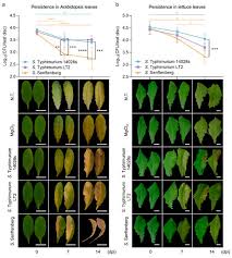 Attēlu rezultāti vaicājumam “Enteridium variabile macro”