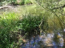 Attēlu rezultāti vaicājumam “Acorus calamus”