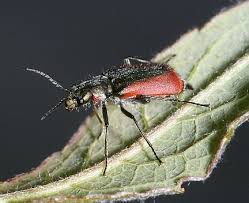 Attēlu rezultāti vaicājumam “Malachidae”