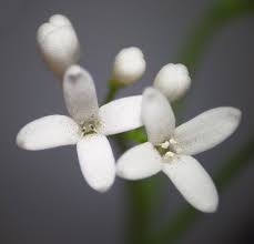 Attēlu rezultāti vaicājumam “Galium odoratum flower”