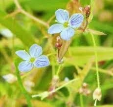 Attēlu rezultāti vaicājumam “Veronica scutellata flower”