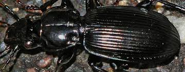 Attēlu rezultāti vaicājumam “Pterostichus aethiops”