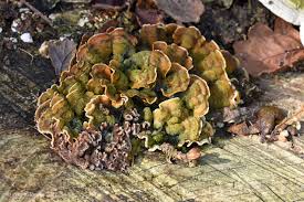 Attēlu rezultāti vaicājumam “Stereum hirsutum”