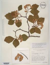 Attēlu rezultāti vaicājumam “Crataegus chlorosarca”