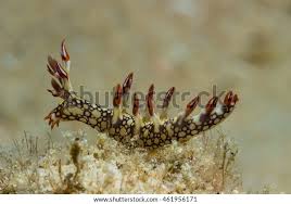 ผลการค้นหารูปภาพสำหรับ Bornella Anguilla