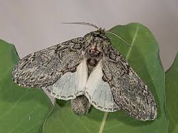 Attēlu rezultāti vaicājumam “Peridea anceps”