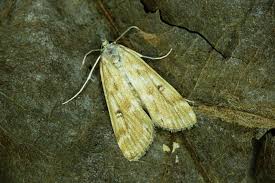 Attēlu rezultāti vaicājumam “Parapoynx stratiotata”