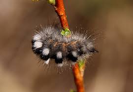 Attēlu rezultāti vaicājumam “Gynaephora selenitica”