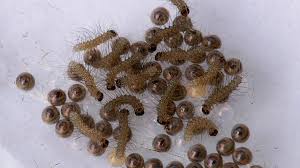 Attēlu rezultāti vaicājumam “Phragmatobia fuliginosa larva”