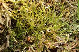 Attēlu rezultāti vaicājumam “Anastrophyllum minutum”