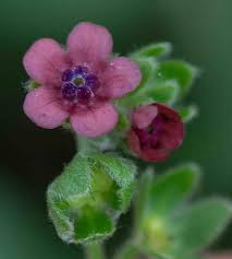 Attēlu rezultāti vaicājumam “Cynoglossum officinale flower”
