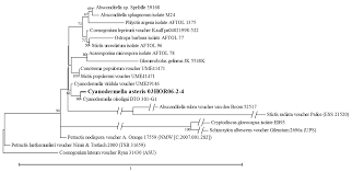Attēlu rezultāti vaicājumam “Petractis sp.”