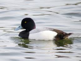 Image result for Aythya marila