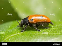 Attēlu rezultāti vaicājumam “Clytra quadripunctata”