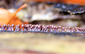 Attēlu rezultāti vaicājumam “Hemitrichia calyculata young”