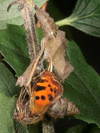 Attēlu rezultāti vaicājumam “Polygonia c-album larva”