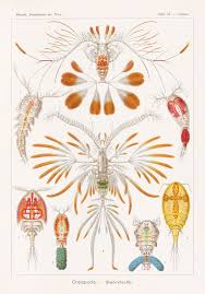 Image result for ernst haeckel